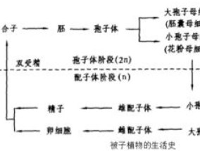 被子植物有世代交替现象吗