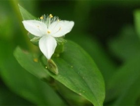 牡丹吊兰和白花紫露草的区别