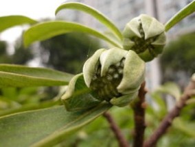 结香花什么时候开花