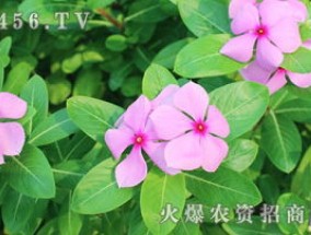 长春花品种大全