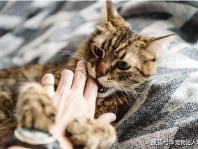 猫咪老是咬我的手和脚