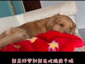 狗睡觉睁眼睛正常吗