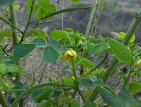 菊花决明子茶对肾有好处吗 缓解因肝经风热导致的不适