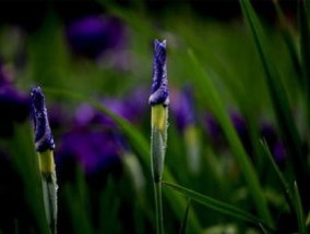 花菖蒲怎么修剪