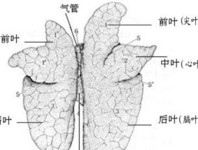 支原体肺炎对肺部危害大吗