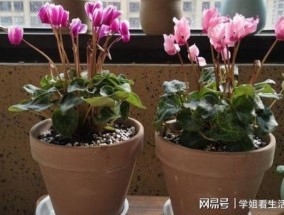 如何使仙客来在元旦开花