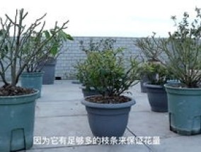 桃花什么季节开花，桃花促花 *** 