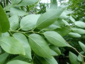 植物为什么愿意开花结果，为什么植物会开花结果