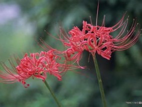 彼岸花用什么盆种植，夏季可以给彼岸花换盆吗