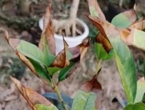 桂花老叶子干尖怎么办