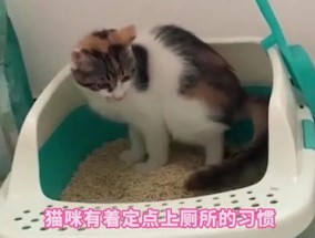 猫屁股上总是有屎怎么办