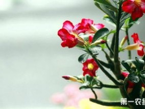 沙漠玫瑰什么时候开花