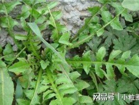 阳台种植荠菜的 ***  在种植前首先要选择好合适的土壤