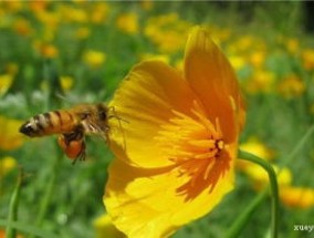 花菱草常见病虫害及防治 *** 