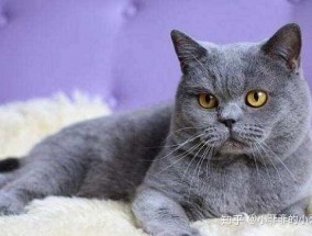 公猫绝育后还闹猫吗