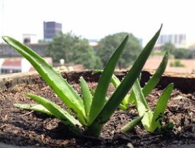 芦荟根断了还能栽活吗 给断口处杀菌通风再进行栽种