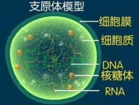 支原体肺炎是病毒还是细菌感染