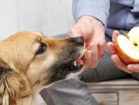 狗喂鸡头有营养吗