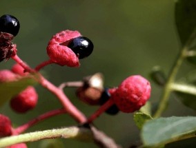 种花椒树的禁忌与风水