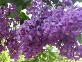 丁香花的开花时间，丁香花的花语