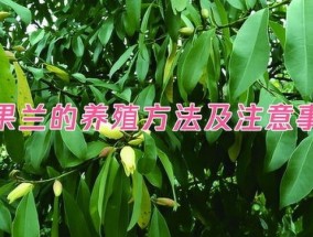 豆茶决明的养殖 *** 及注意事项