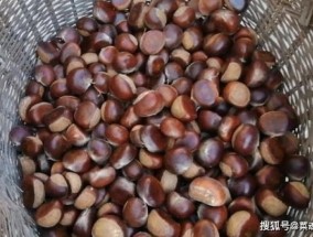 新鲜栗子冷冻还是冷藏 板栗怎么保存不会坏还新鲜