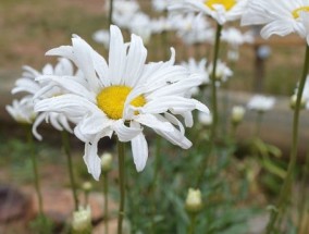 怎么区分白晶菊和雏菊