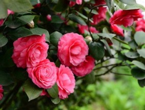 茶花喜欢什么土壤，茶花土壤如何配