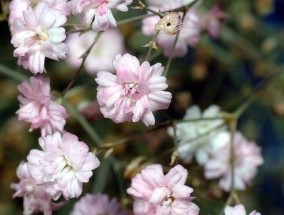 满天星适合什么季节种