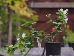 盆栽茉莉花春季出室及修剪