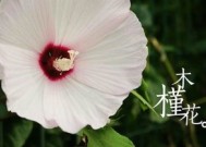 木槿花的花后处理