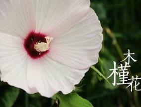 木槿花的花后处理