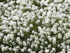 香雪球开花季节