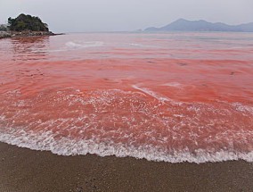 为什么红海的海水是红色的 红海水为什么是红色的