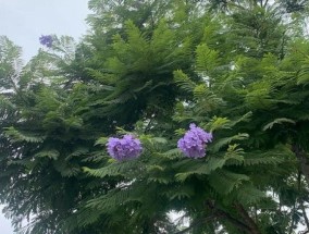 蓝花楹什么时候开花，怎么修剪最好看