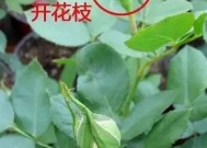 月季花盲枝是怎么回事