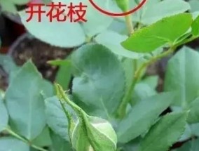 月季花盲枝是怎么回事