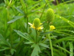 石龙芮和茴茴蒜的区别