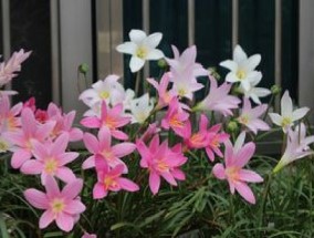 风雨兰什么时候开花