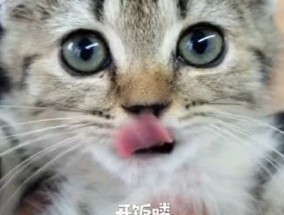 猫咪吃什么好消化