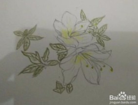 简笔画报花名：手绘铅笔画“白杜鹃花”画法