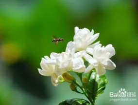 茉莉花的花语，茉莉花可以送人吗