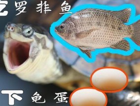 龟吃什么食物，用什么饲料喂龟好