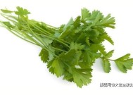 男人吃香菜好吗，男人吃香菜的坏处