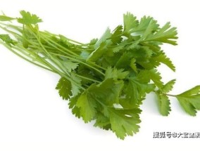 男人吃香菜好吗，男人吃香菜的坏处