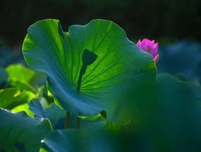 清凉如水之花，夏季必定要选它！