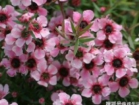 松红梅什么时候开花