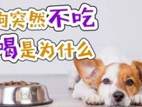 狗狗突然一只脚不敢落地