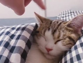 猫想睡觉不让它睡会怎样