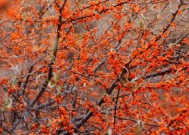 沙棘怎么种植，沙棘盆栽种植技术